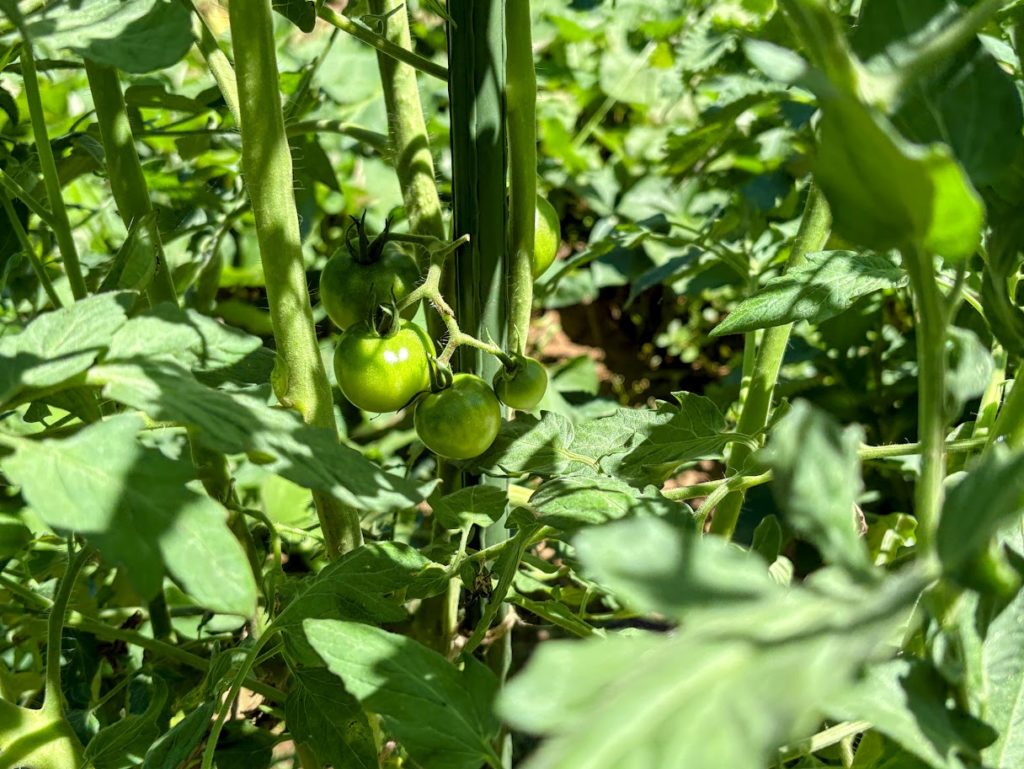 IMG_3580-EDIT-1024x769 畑の様子