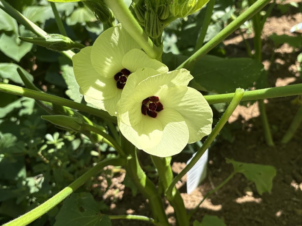 IMG_3581-1024x769 畑の様子