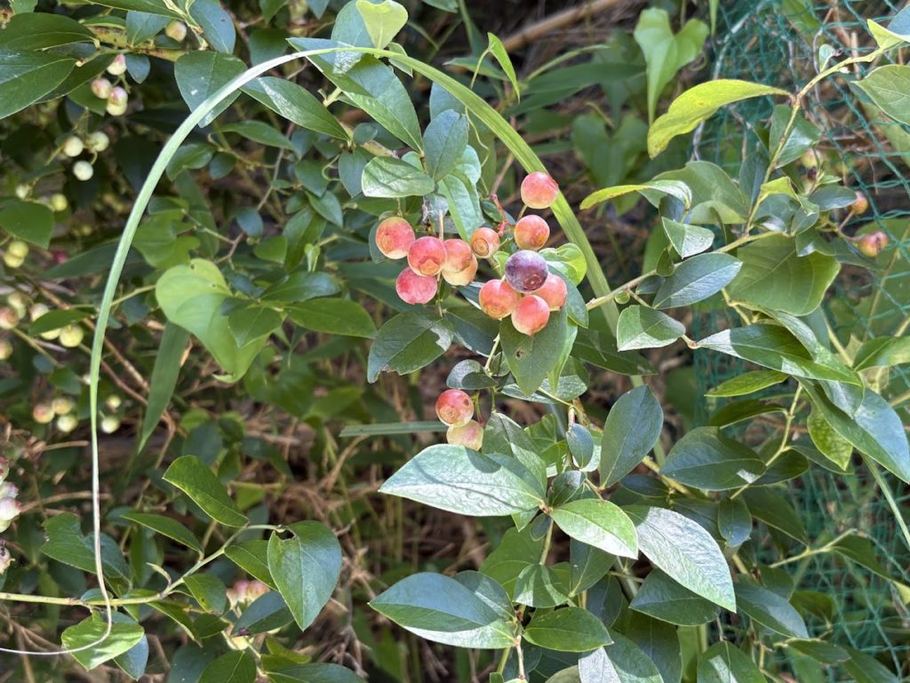 IMG_3584-1024x769 畑の様子