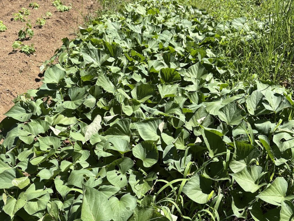 IMG_3587-1024x769 畑の様子