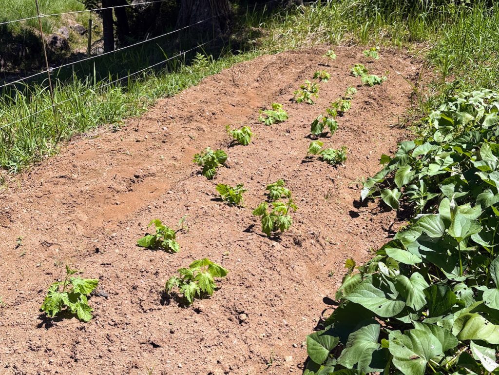 IMG_3588-1024x769 畑の様子