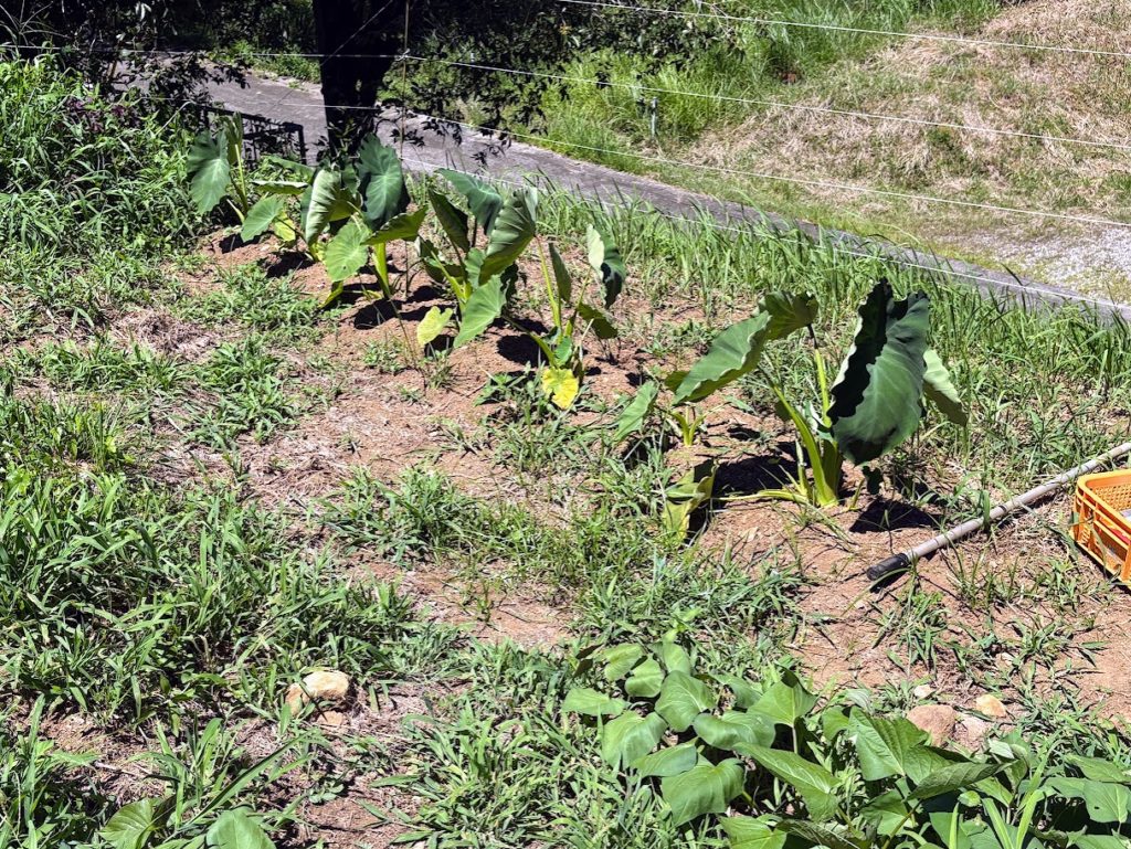 IMG_3589-1024x769 畑の様子