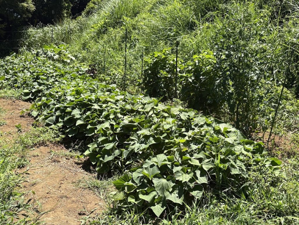 IMG_3590-1024x769 畑の様子