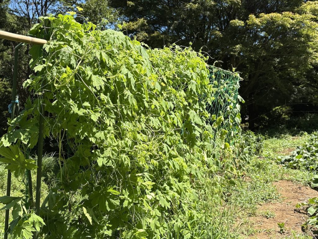 IMG_3591-1024x769 畑の様子