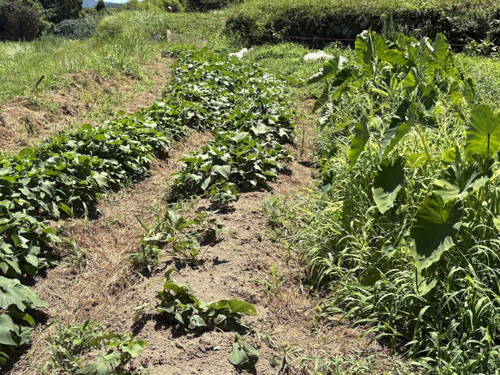 IMG_3592-1024x769 畑の様子