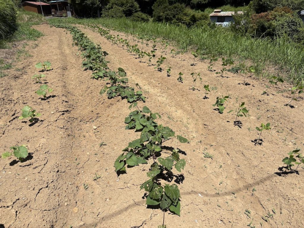 IMG_3598-1024x769 畑の様子