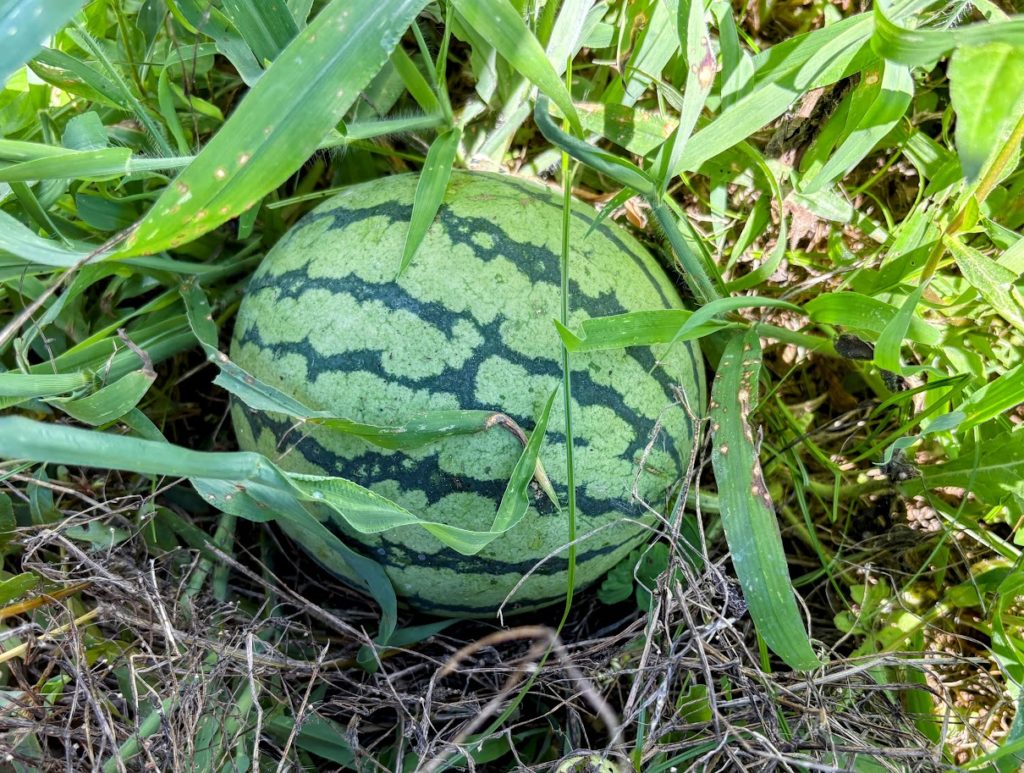 IMG_3601-EDIT-1024x773 畑の様子