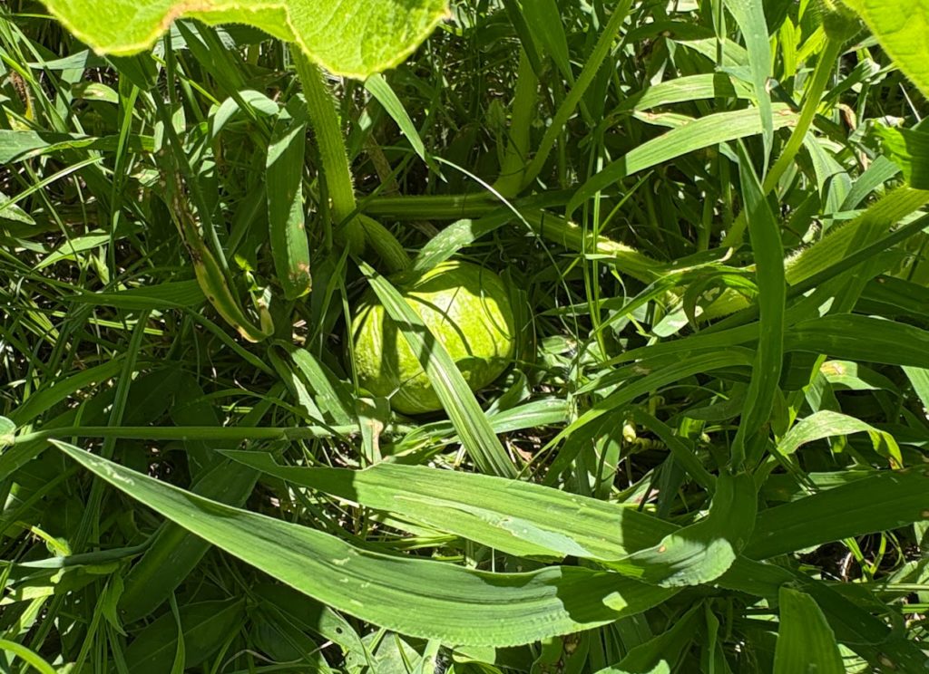 IMG_3604-1024x744 畑の様子