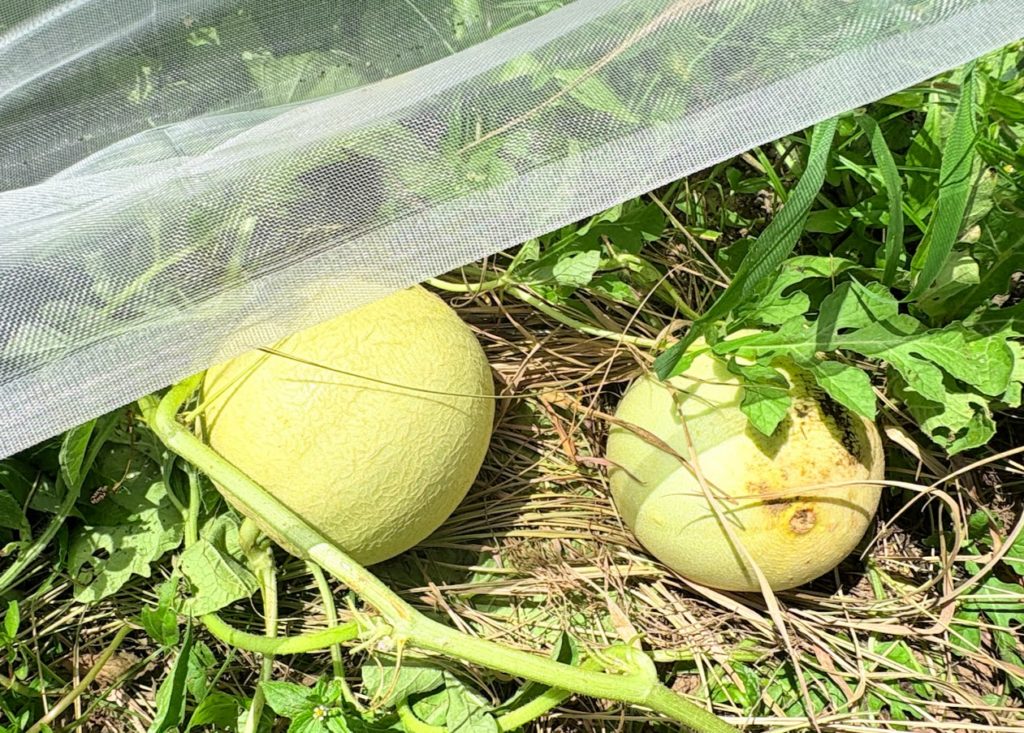 IMG_3606-1024x733 畑の様子