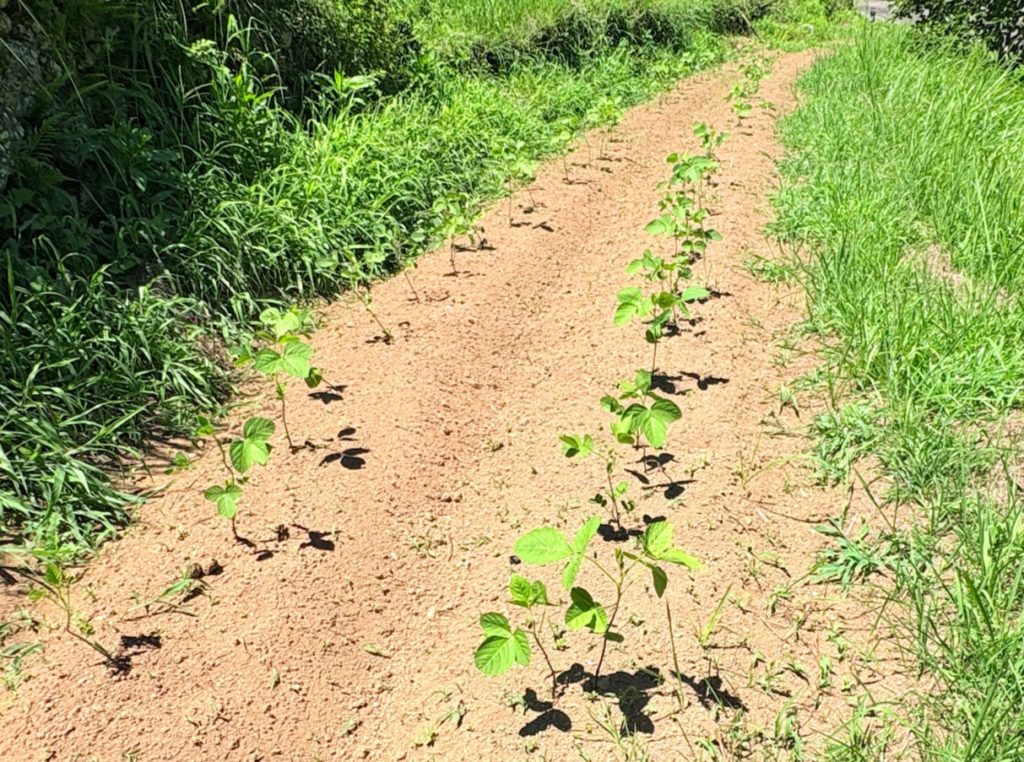 IMG_3607-1024x762 畑の様子