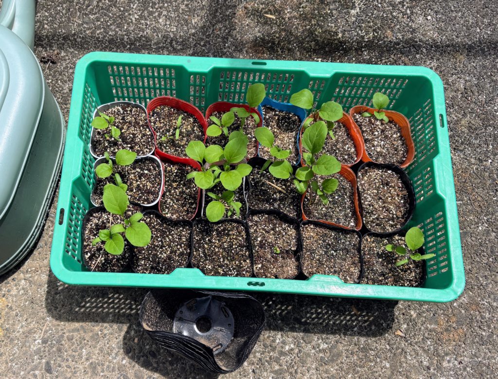 IMG_3610-1024x779 休養日