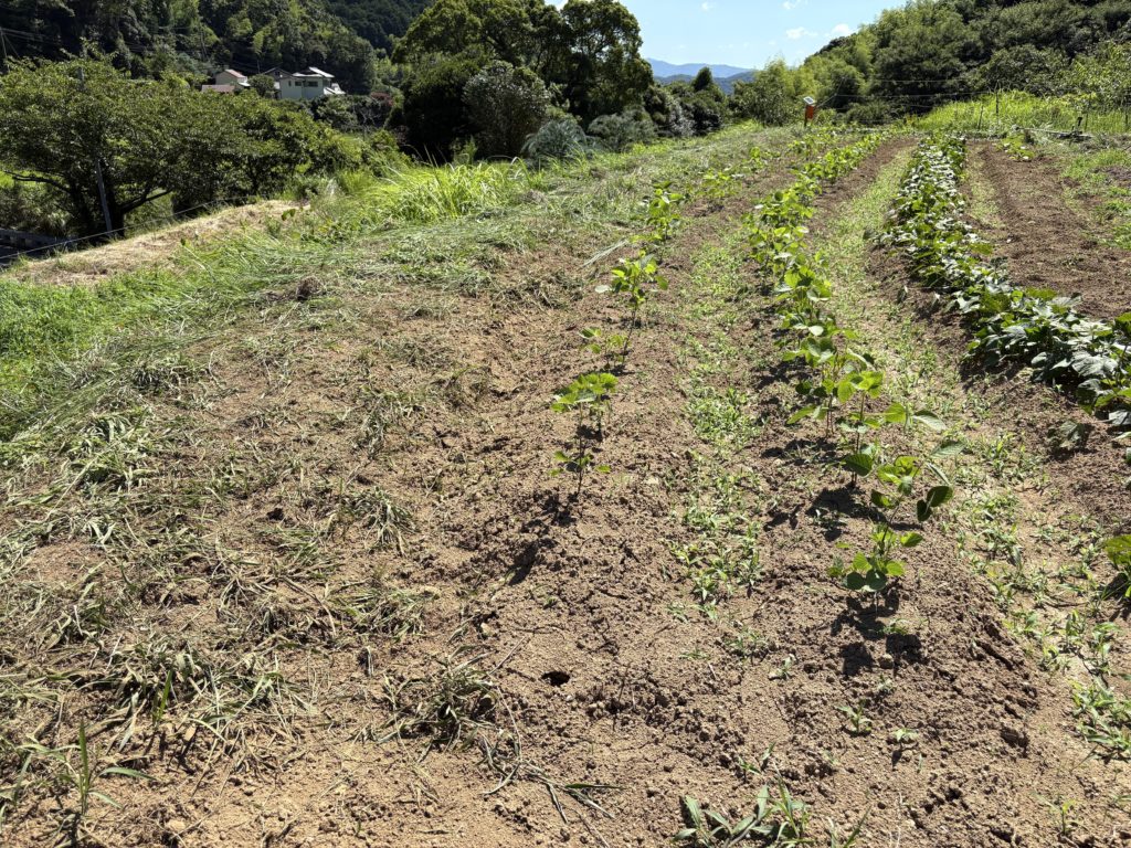 IMG_3622-1024x768 鈴木大拙