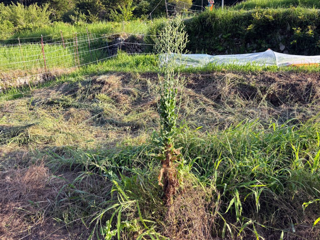 IMG_3631-1024x768 鈴木大拙