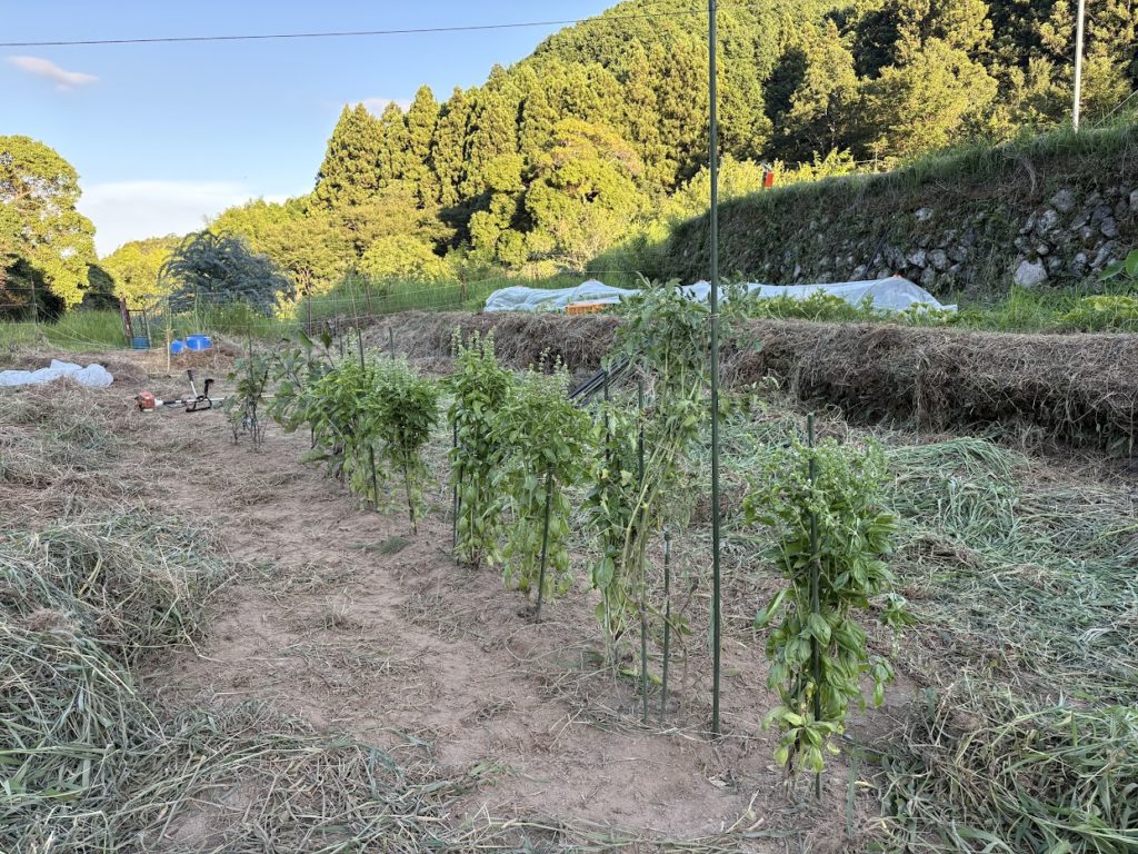 IMG_3637-1024x768 もう7月最終日か！早いなぁ