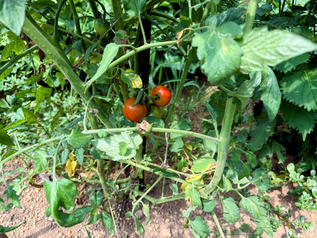 IMG_3658-EDIT-1024x768 葛飾北斎