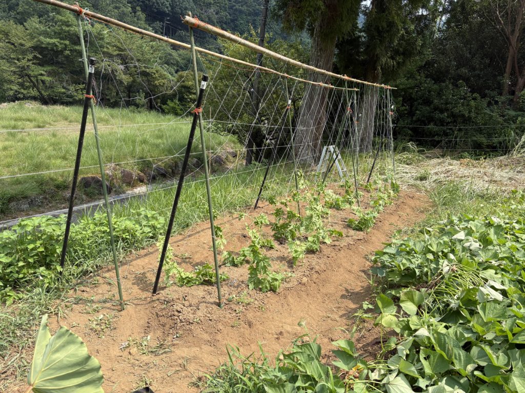 IMG_3670-1-1024x768 秋野菜の準備