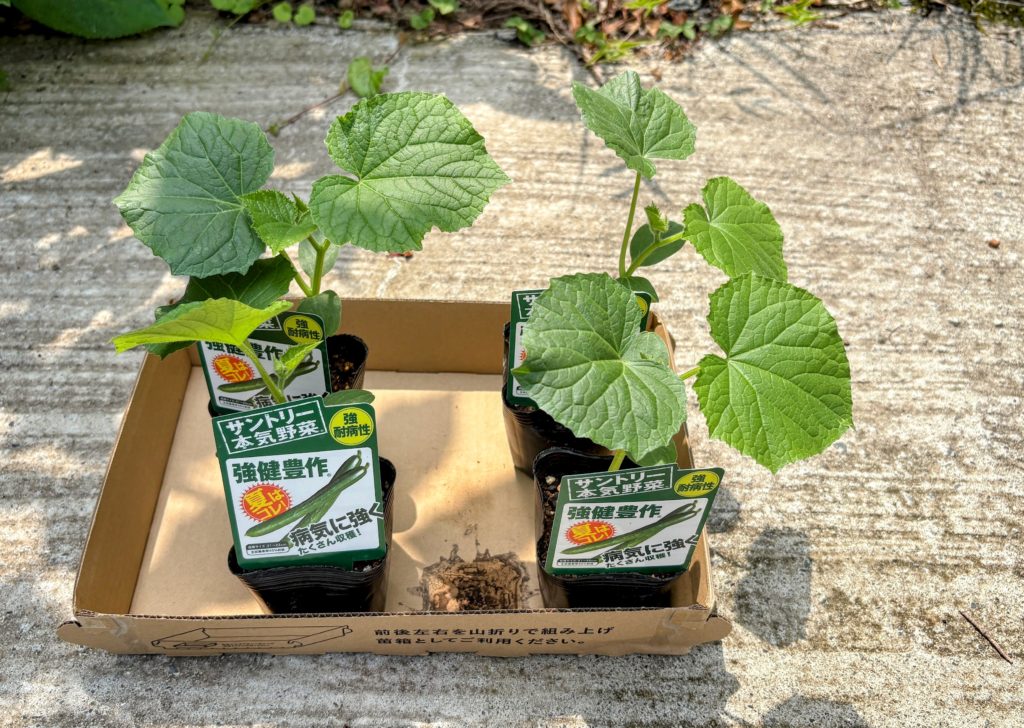 IMG_3671-EDIT-1024x728 秋野菜の準備