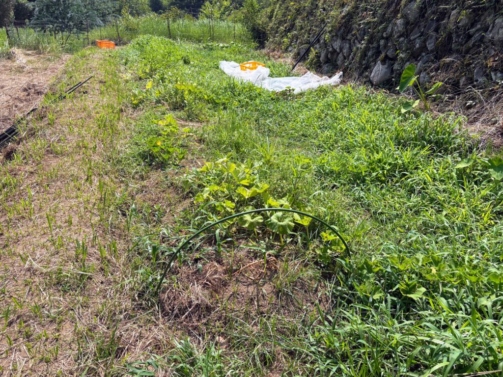 IMG_3680-1024x768 西瓜＆メロン（ころたん）の収穫