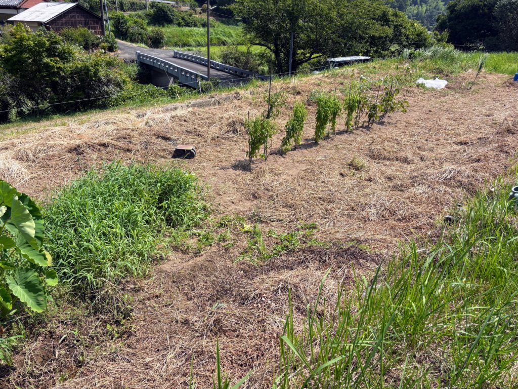 IMG_3681-1024x768 西瓜＆メロン（ころたん）の収穫