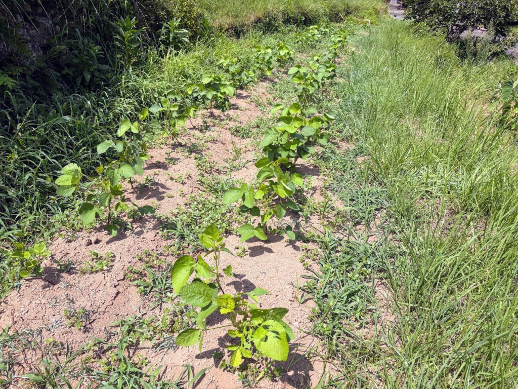 IMG_3683-1024x768 西瓜＆メロン（ころたん）の収穫