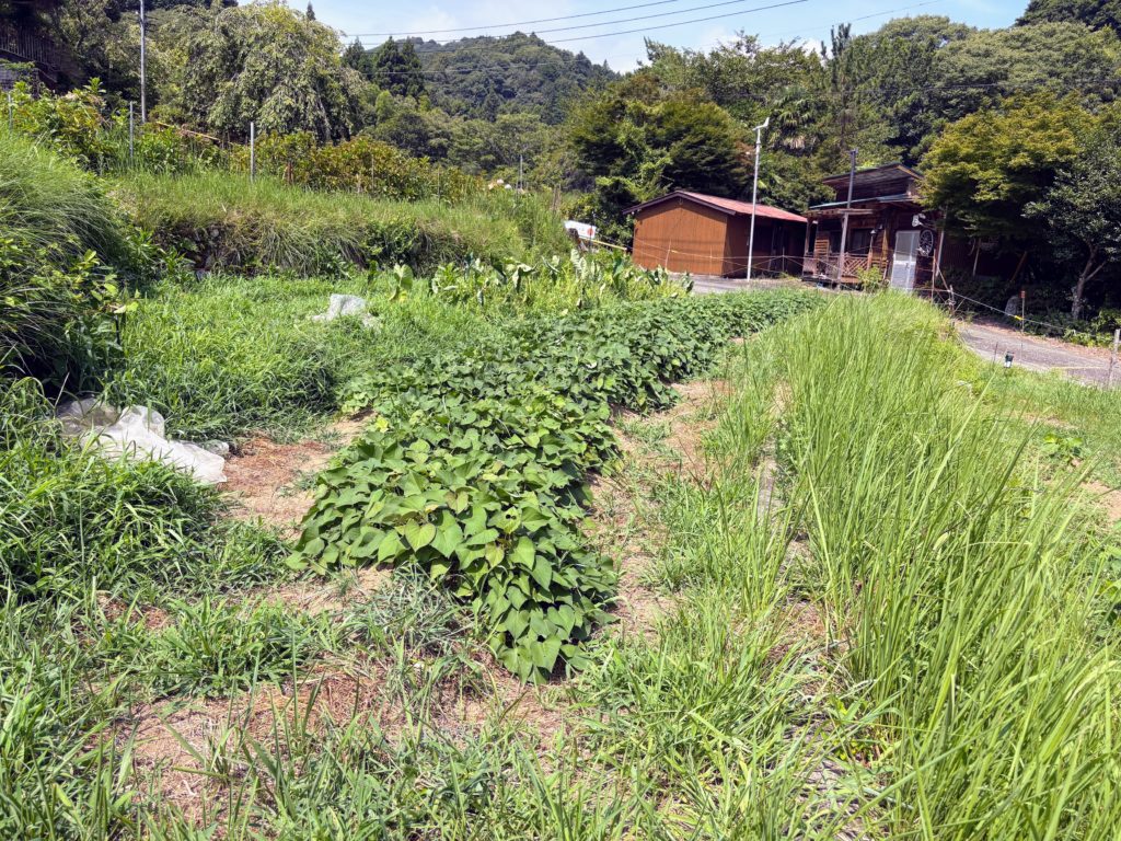 IMG_3684-1024x768 西瓜＆メロン（ころたん）の収穫