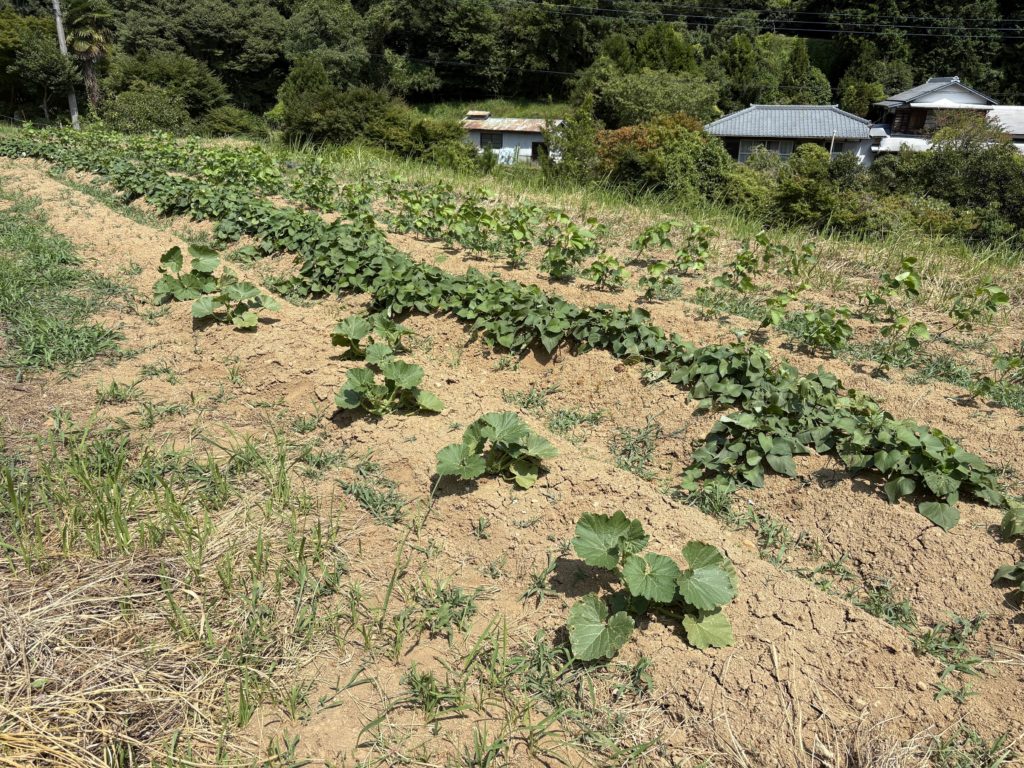 IMG_3687-1024x768 西瓜＆メロン（ころたん）の収穫