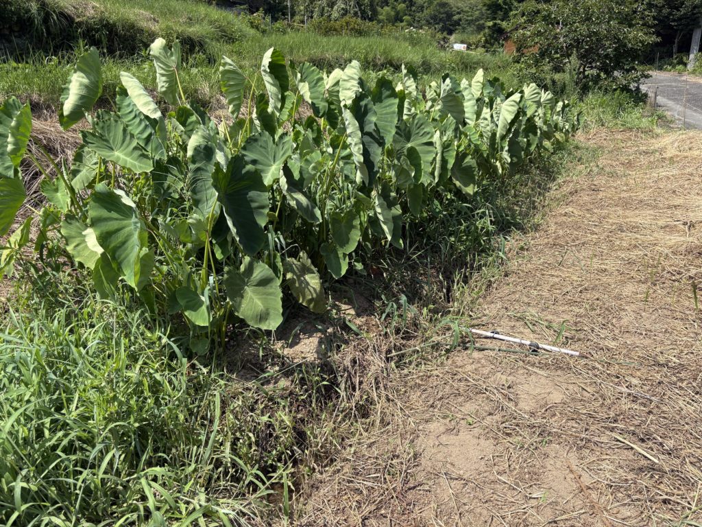 IMG_3688-1024x768 西瓜＆メロン（ころたん）の収穫