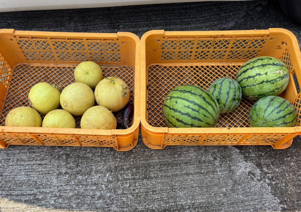 IMG_3690-1024x723 西瓜＆メロン（ころたん）の収穫
