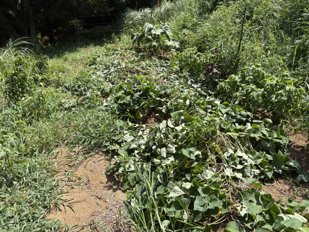 IMG_3691-1024x768 西瓜＆メロン（ころたん）の収穫