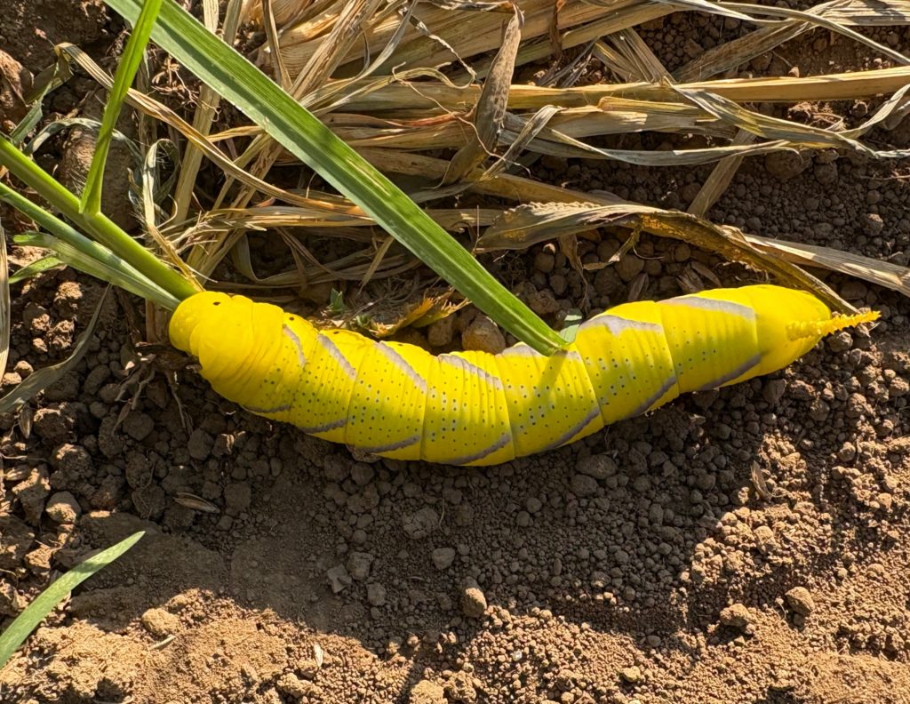 IMG_3693-1024x792 今日は３０分だけ畑へ出た