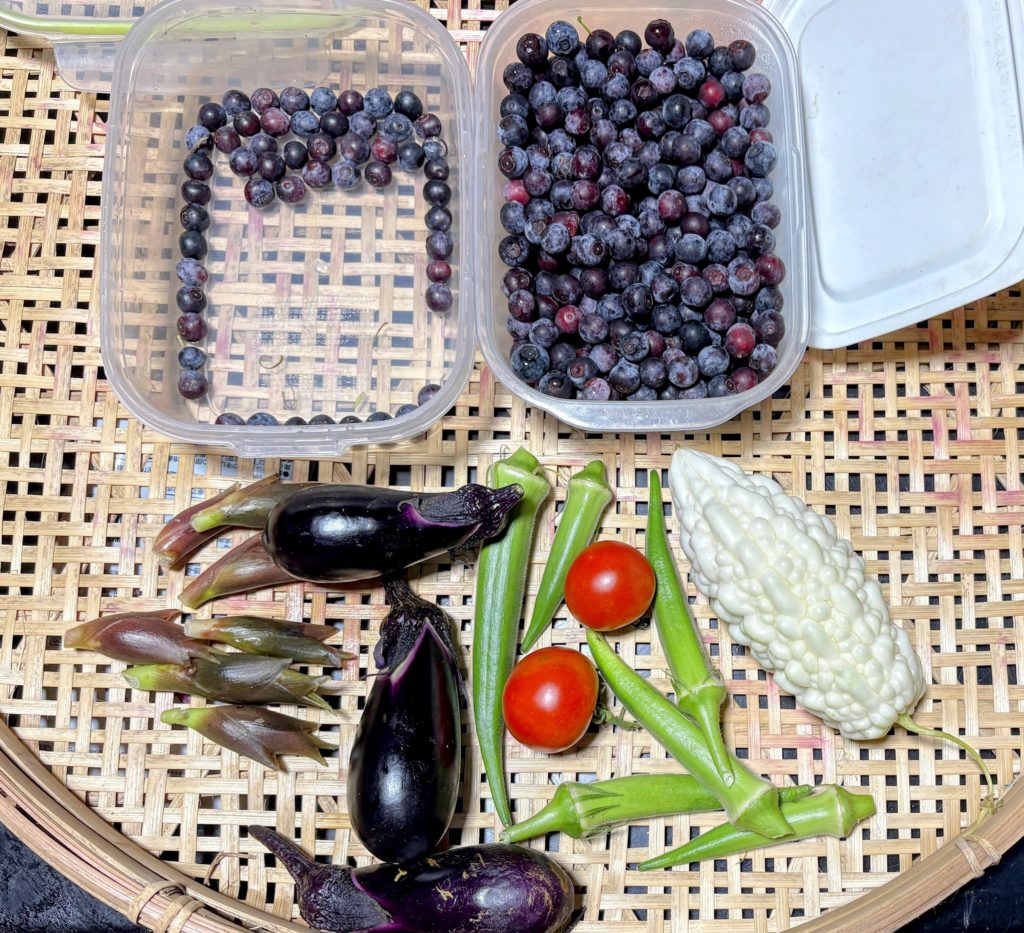 IMG_3695-EDIT-1024x933 今日は３０分だけ畑へ出た