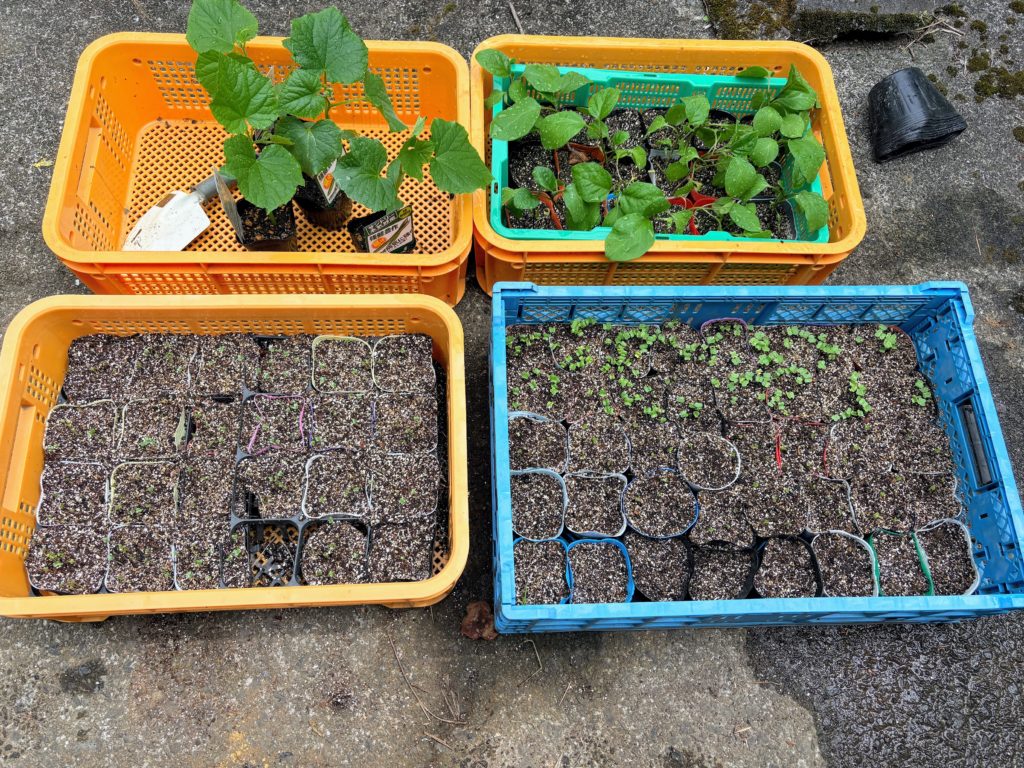 IMG_3697-1024x768 立秋