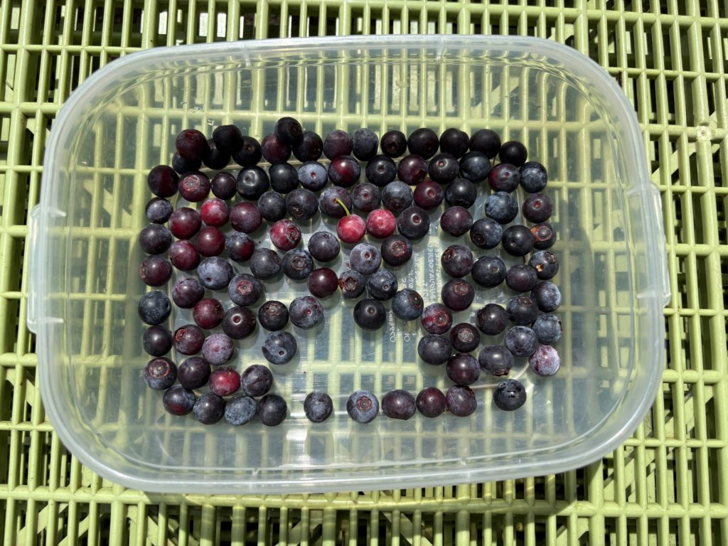 IMG_3698-1024x768 立秋