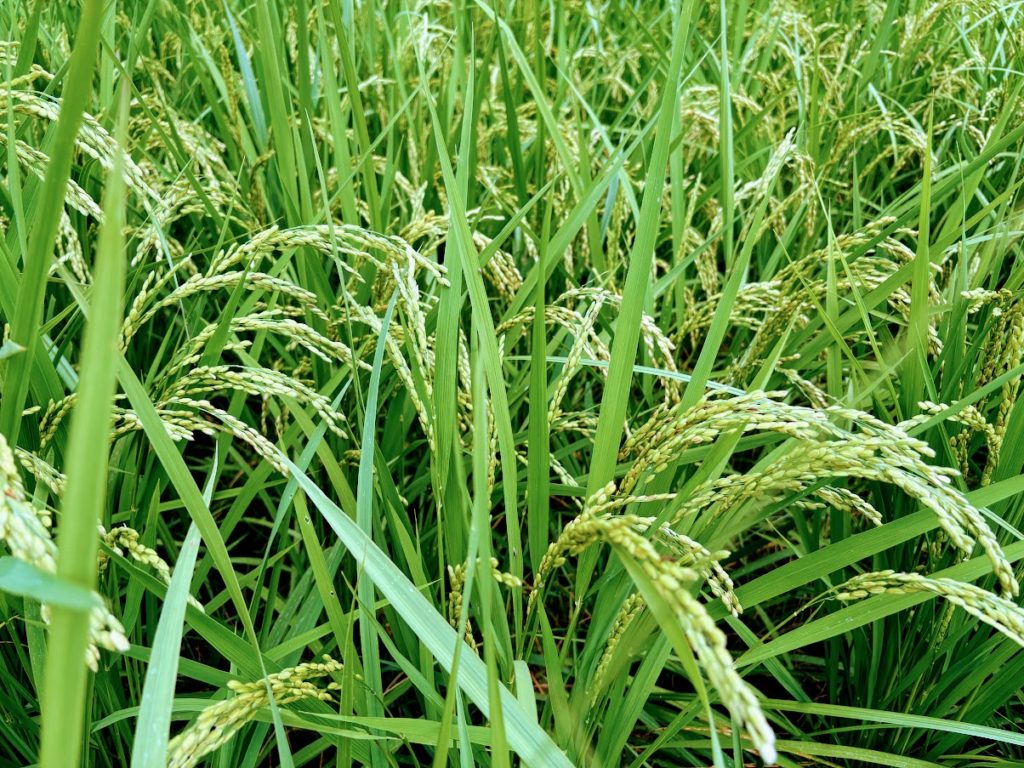 IMG_3708-1-1024x768 立秋