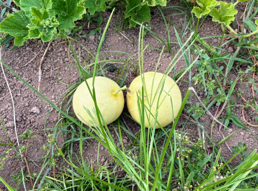 IMG_3710-1024x759 立秋