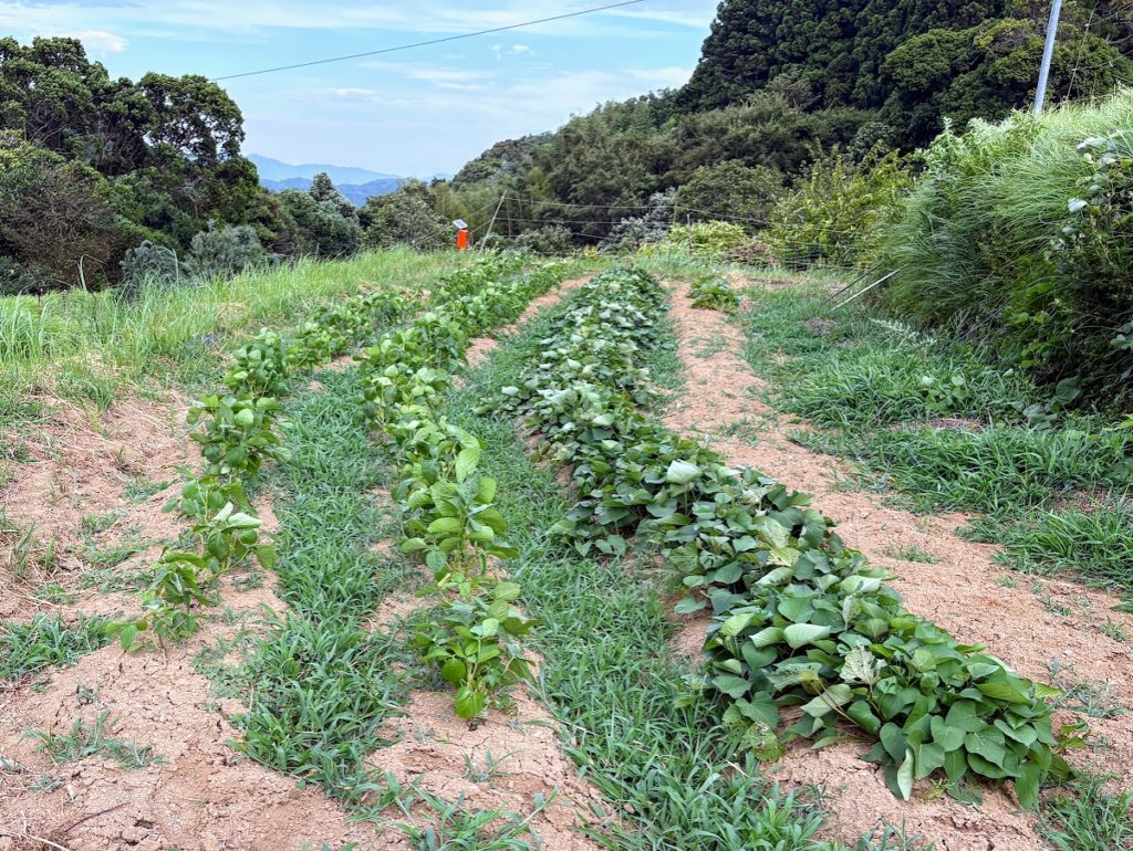 IMG_3711-1024x770 立秋