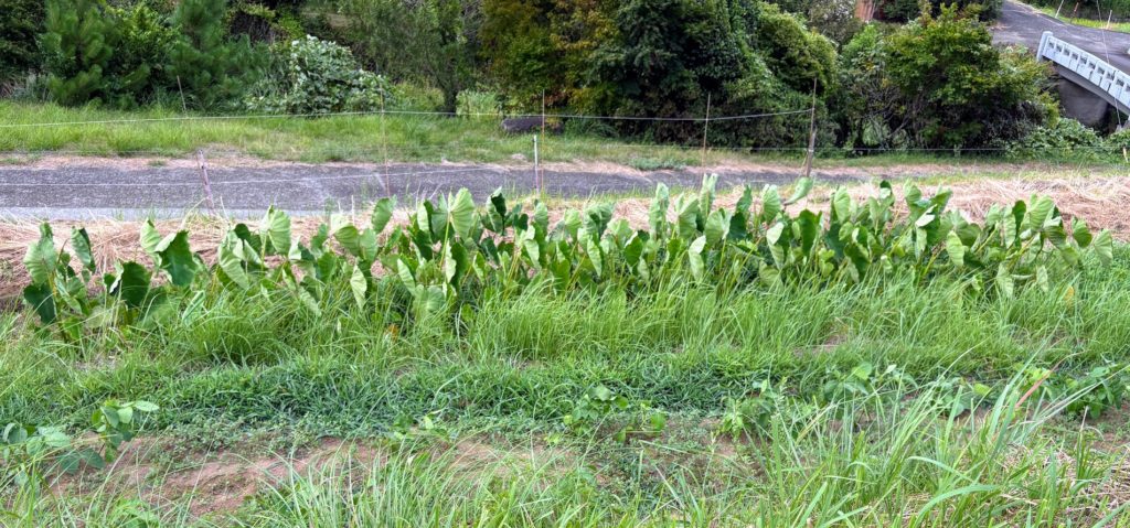 IMG_3712-1024x479 立秋