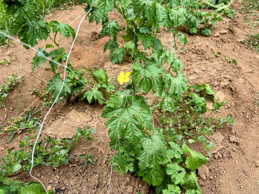 IMG_3718-EDIT-1024x768 田圃まわりの草刈り