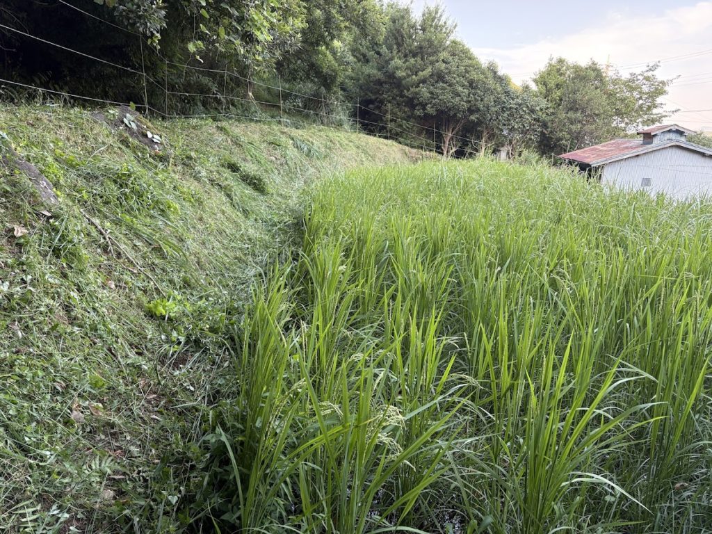 IMG_3720-1024x768 田圃まわりの草刈り
