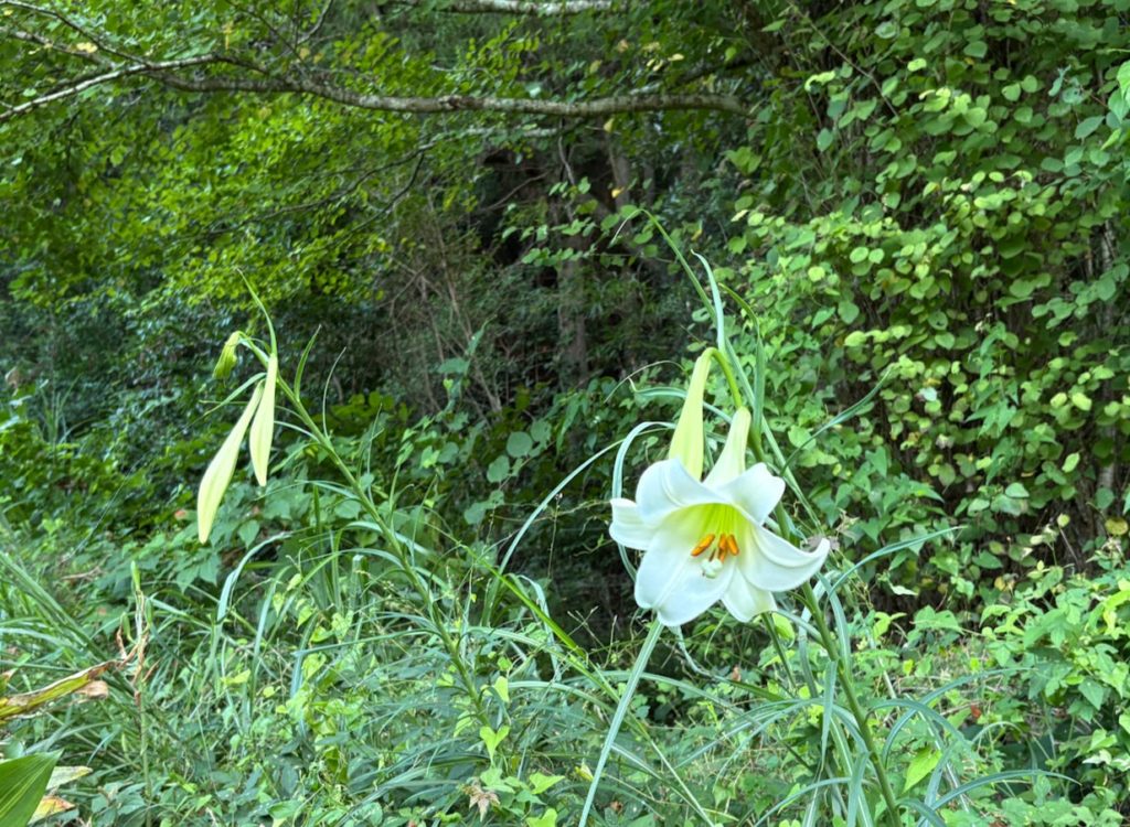 IMG_3724-1024x750 田圃まわりの草刈り