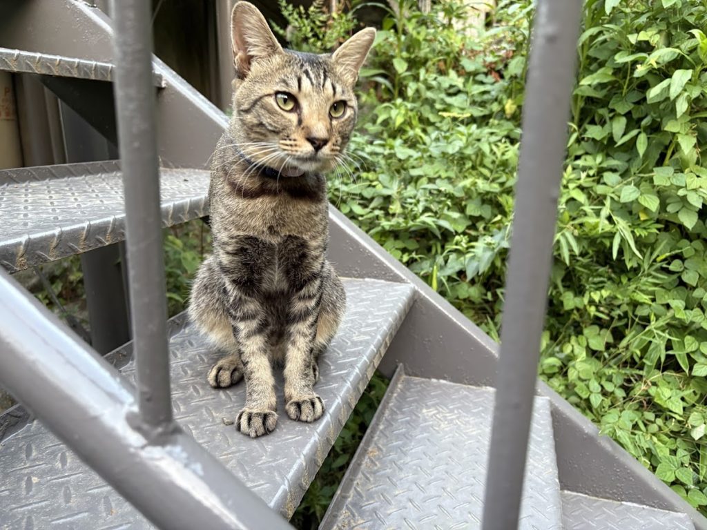 IMG_3731-1024x768 田圃まわりの草刈り