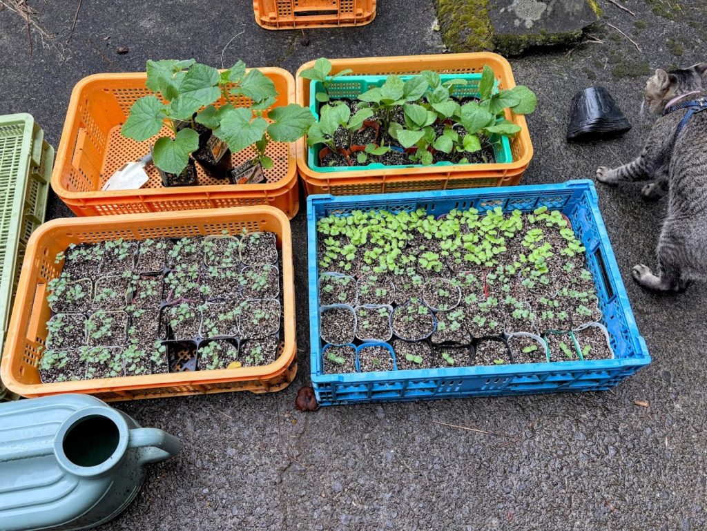 IMG_3735-EDIT-1024x769 待望の雨