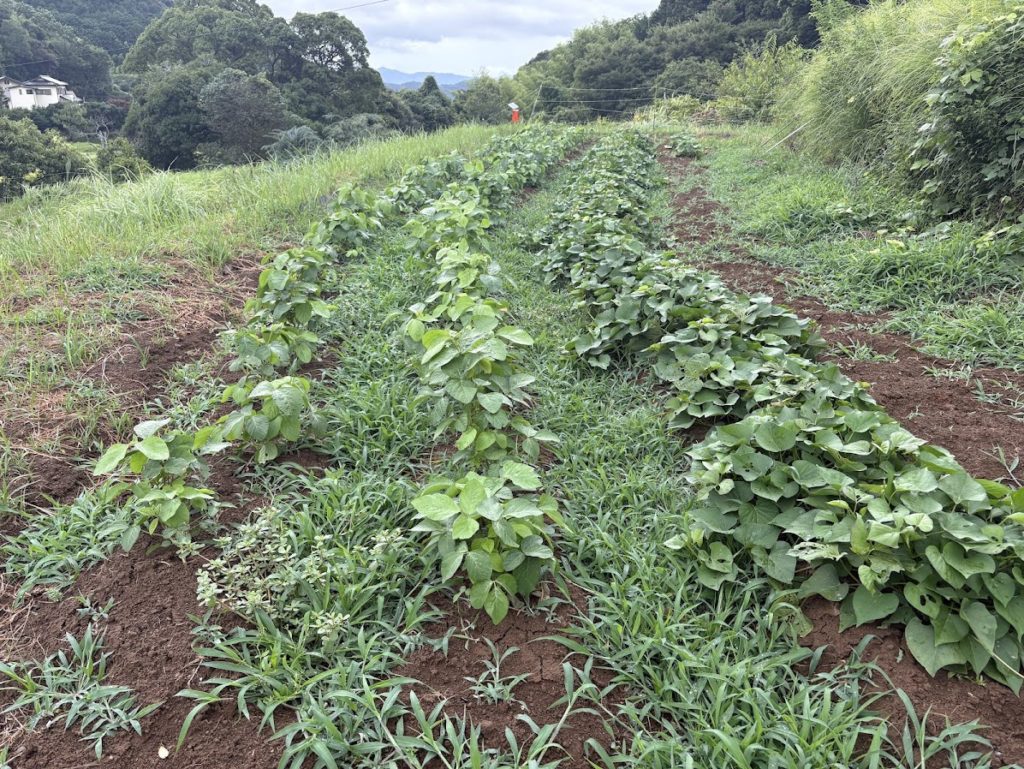 IMG_3736-1024x769 待望の雨