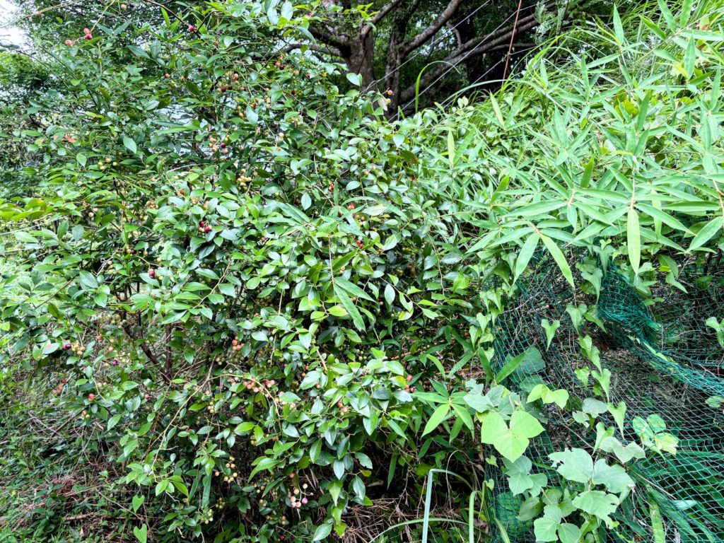 IMG_3748-EDIT-1024x768 やっと雨が止みました。