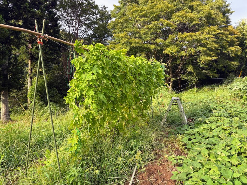 IMG_3750-1024x768 やっと雨が止みました。