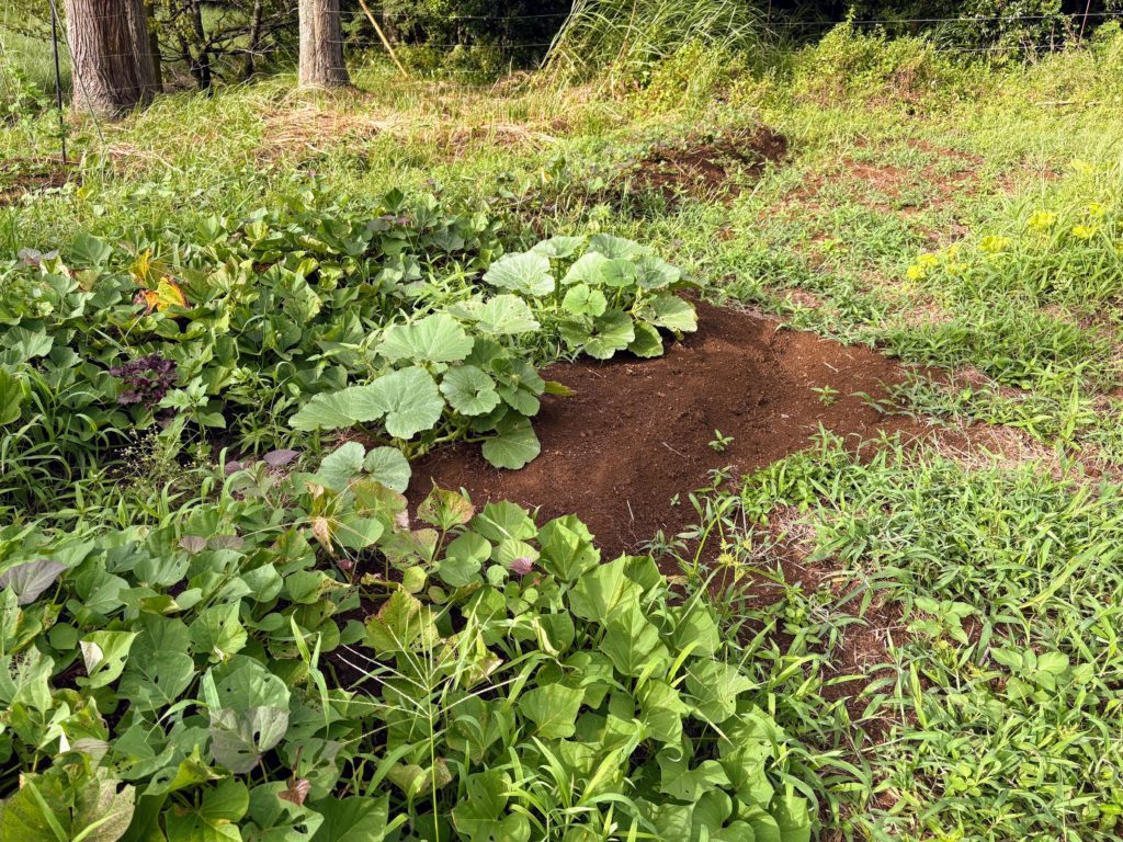 IMG_3751-1024x768 やっと雨が止みました。