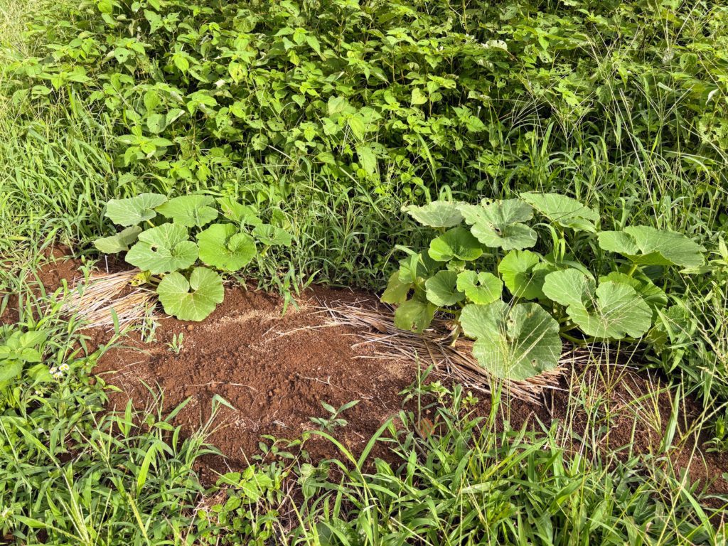 IMG_3752-1024x768 やっと雨が止みました。