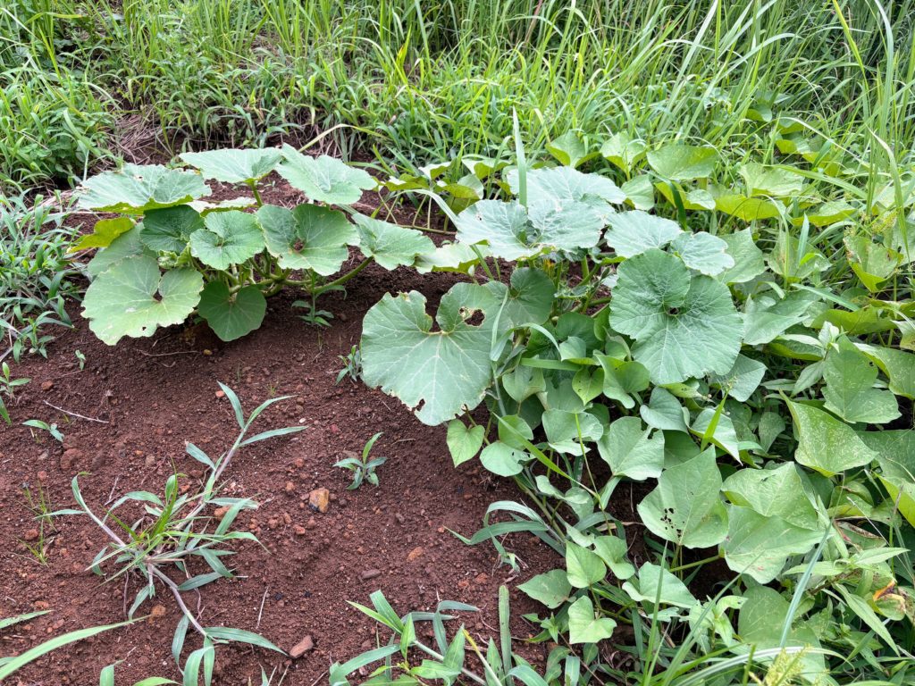 IMG_3753-1024x768 やっと雨が止みました。