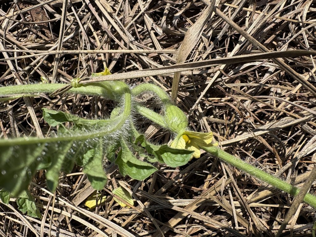 IMG_3766-1024x768 人参・インゲンの直播き