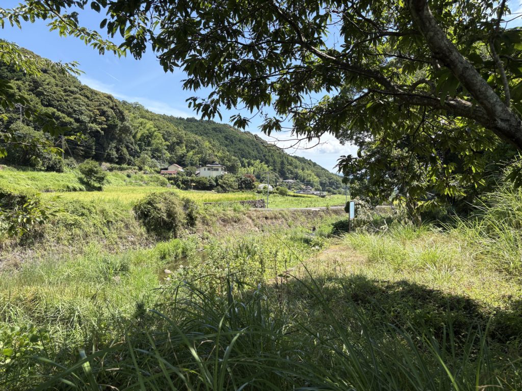 IMG_3767-1024x768 人参・インゲンの直播き